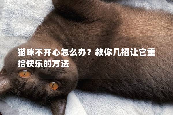 猫咪不开心怎么办？教你几招让它重拾快乐的方法