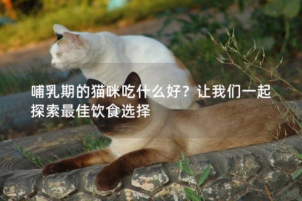 哺乳期的猫咪吃什么好？让我们一起探索最佳饮食选择