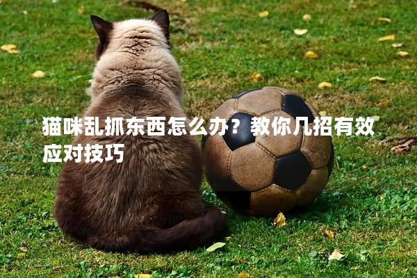 猫咪乱抓东西怎么办？教你几招有效应对技巧