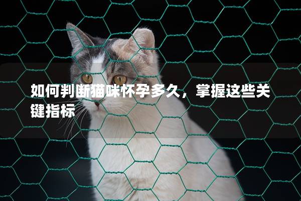 如何判断猫咪怀孕多久，掌握这些关键指标