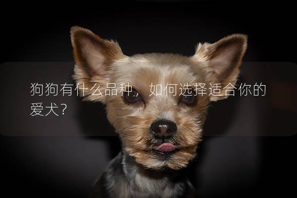 狗狗有什么品种，如何选择适合你的爱犬？