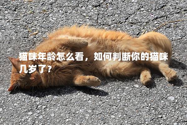 猫咪年龄怎么看，如何判断你的猫咪几岁了？