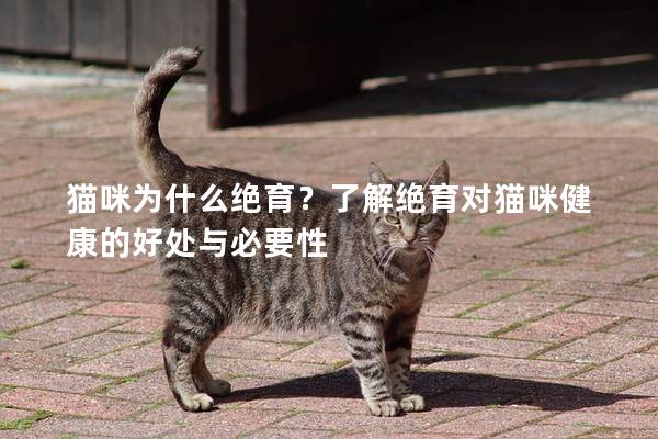 猫咪为什么绝育？了解绝育对猫咪健康的好处与必要性