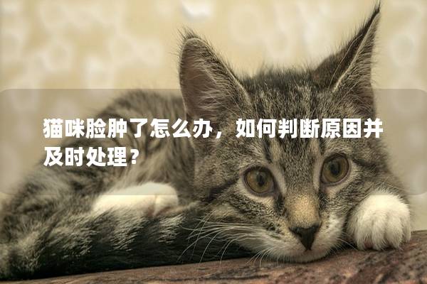 猫咪脸肿了怎么办，如何判断原因并及时处理？