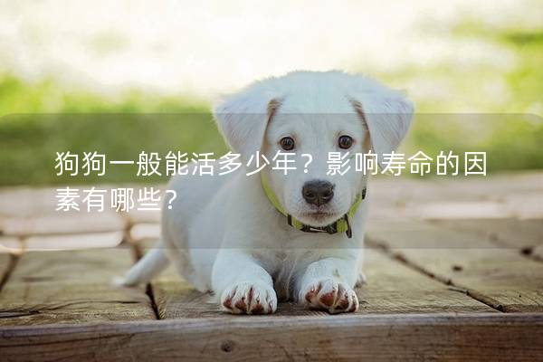 狗狗一般能活多少年？影响寿命的因素有哪些？