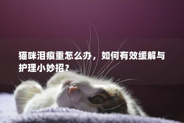 猫咪泪痕重怎么办，如何有效缓解与护理小妙招？