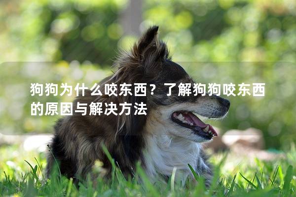 狗狗为什么咬东西？了解狗狗咬东西的原因与解决方法