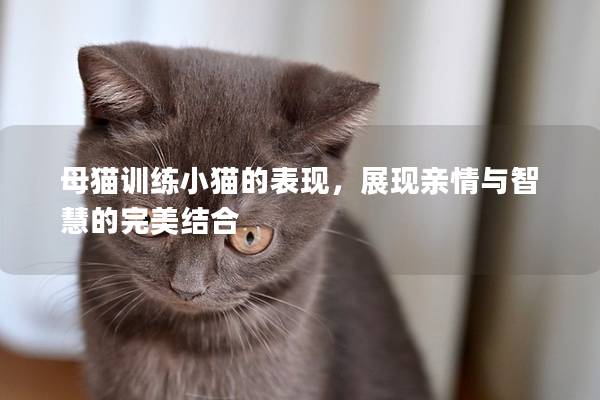 母猫训练小猫的表现，展现亲情与智慧的完美结合