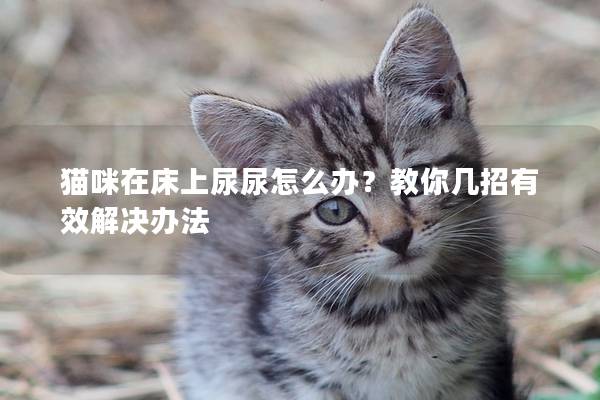 猫咪在床上尿尿怎么办？教你几招有效解决办法