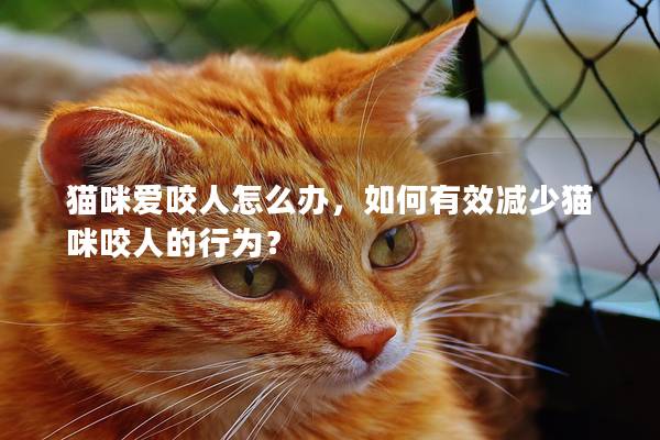 猫咪爱咬人怎么办，如何有效减少猫咪咬人的行为？