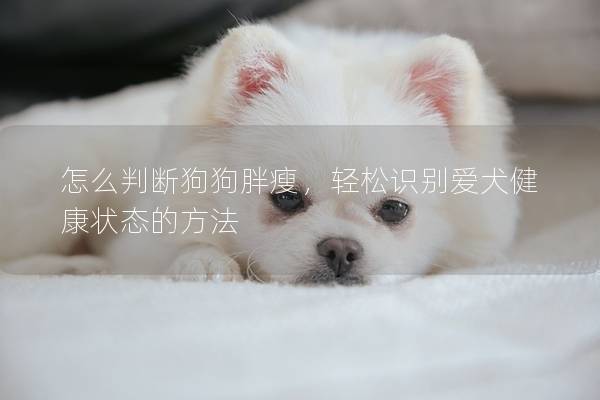 怎么判断狗狗胖瘦，轻松识别爱犬健康状态的方法