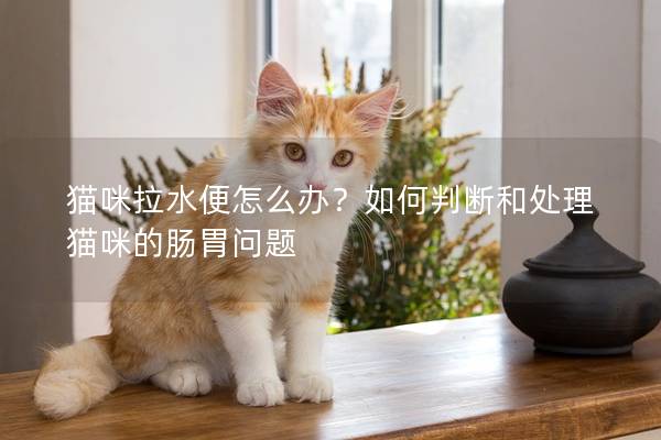 猫咪拉水便怎么办？如何判断和处理猫咪的肠胃问题