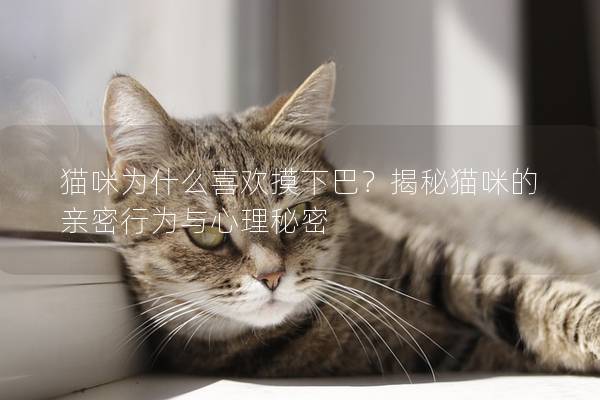 猫咪为什么喜欢摸下巴？揭秘猫咪的亲密行为与心理秘密