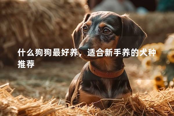 什么狗狗最好养，适合新手养的犬种推荐