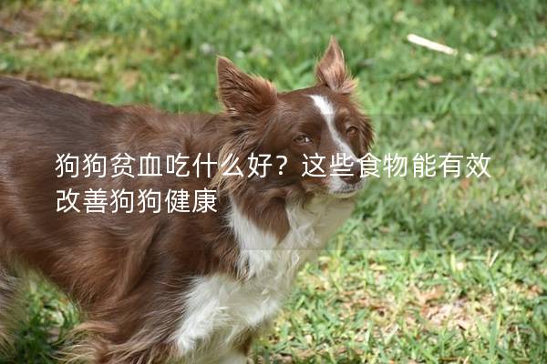 狗狗贫血吃什么好？这些食物能有效改善狗狗健康