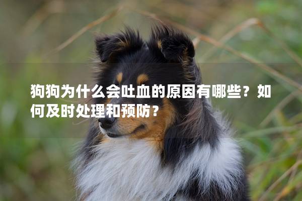 狗狗为什么会吐血的原因有哪些？如何及时处理和预防？