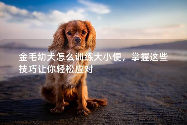 金毛幼犬怎么训练大小便，掌握这些技巧让你轻松应对