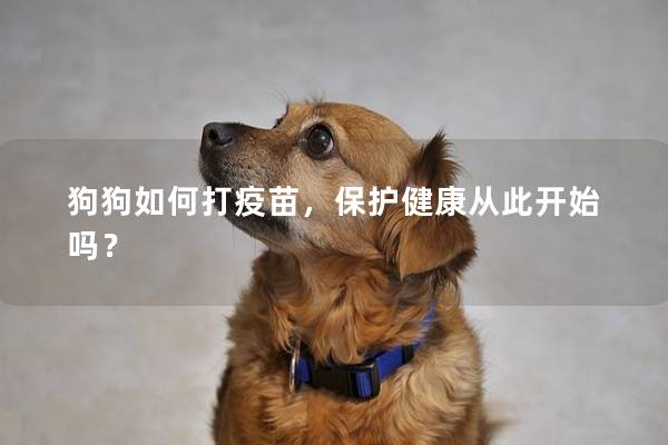 狗狗如何打疫苗，保护健康从此开始吗？