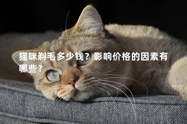 猫咪剃毛多少钱？影响价格的因素有哪些？