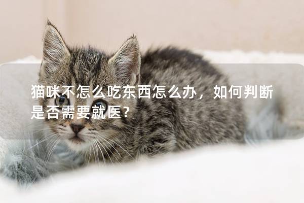 猫咪不怎么吃东西怎么办，如何判断是否需要就医？