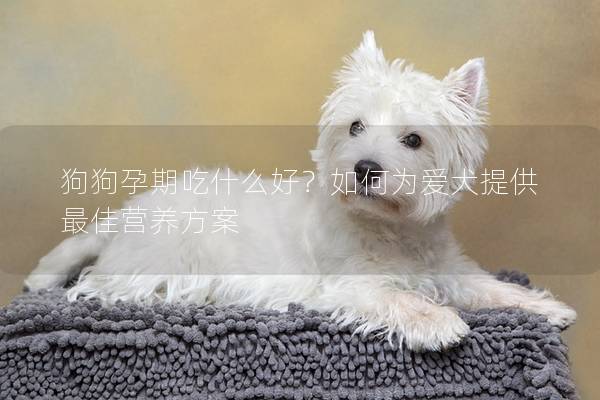 狗狗孕期吃什么好？如何为爱犬提供最佳营养方案