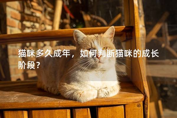 猫咪多久成年，如何判断猫咪的成长阶段？