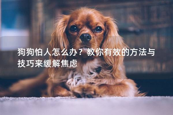 狗狗怕人怎么办？教你有效的方法与技巧来缓解焦虑