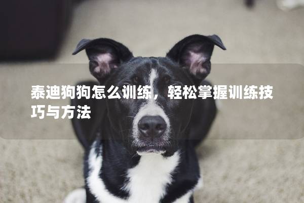 泰迪狗狗怎么训练，轻松掌握训练技巧与方法