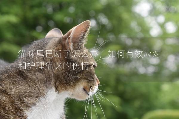 猫咪尾巴断了怎么办，如何有效应对和护理猫咪的伤情？