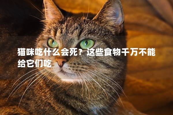 猫咪吃什么会死？这些食物千万不能给它们吃