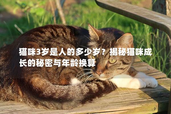 猫咪3岁是人的多少岁？揭秘猫咪成长的秘密与年龄换算