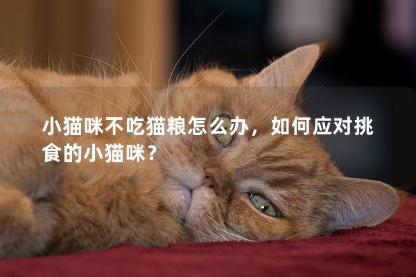 小猫咪不吃猫粮怎么办，如何应对挑食的小猫咪？