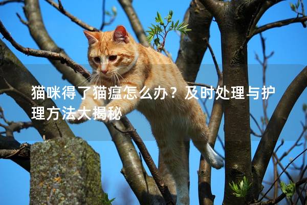 猫咪得了猫瘟怎么办？及时处理与护理方法大揭秘