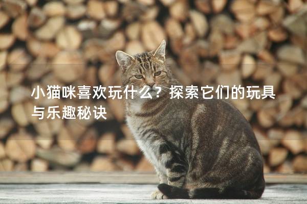 小猫咪喜欢玩什么？探索它们的玩具与乐趣秘诀