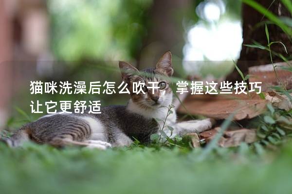 猫咪洗澡后怎么吹干，掌握这些技巧让它更舒适