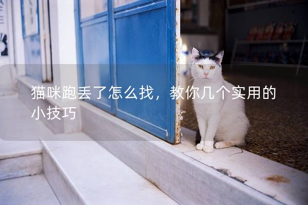 猫咪跑丢了怎么找，教你几个实用的小技巧