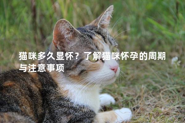 猫咪多久显怀？了解猫咪怀孕的周期与注意事项