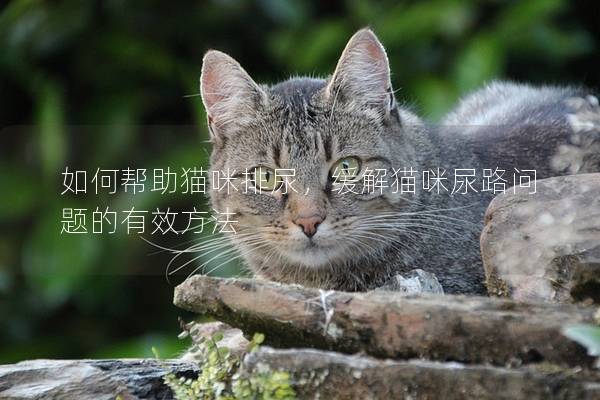 如何帮助猫咪排尿，缓解猫咪尿路问题的有效方法