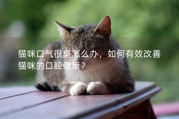 猫咪口气很臭怎么办，如何有效改善猫咪的口腔健康？