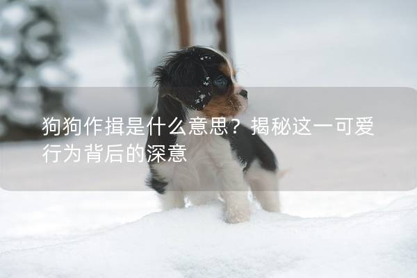 狗狗作揖是什么意思？揭秘这一可爱行为背后的深意