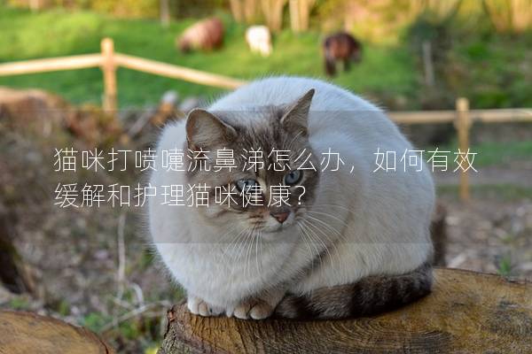 猫咪打喷嚏流鼻涕怎么办，如何有效缓解和护理猫咪健康？