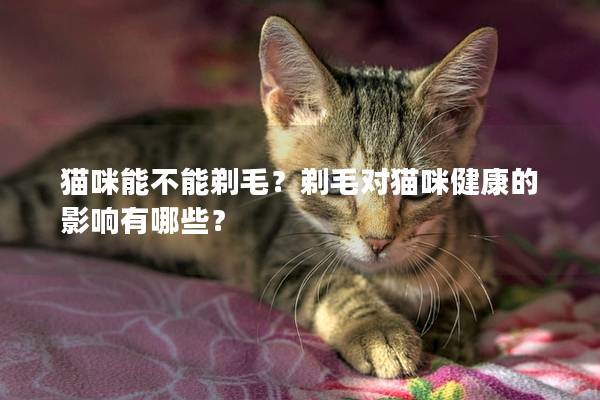 猫咪能不能剃毛？剃毛对猫咪健康的影响有哪些？