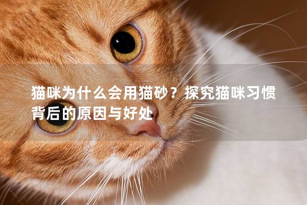 猫咪为什么会用猫砂？探究猫咪习惯背后的原因与好处