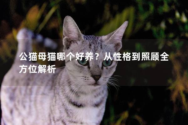 公猫母猫哪个好养？从性格到照顾全方位解析