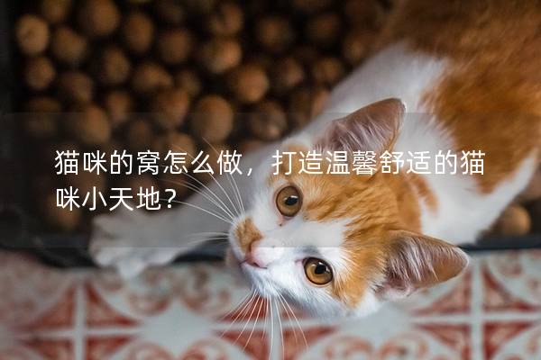 猫咪的窝怎么做，打造温馨舒适的猫咪小天地？