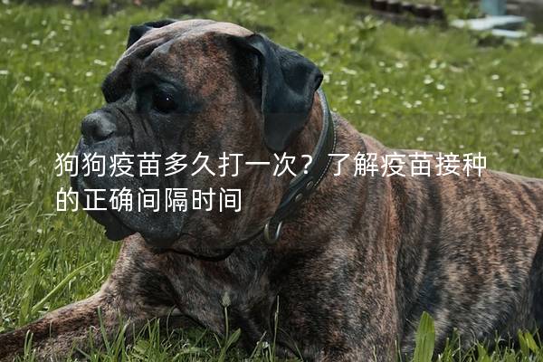 狗狗疫苗多久打一次？了解疫苗接种的正确间隔时间