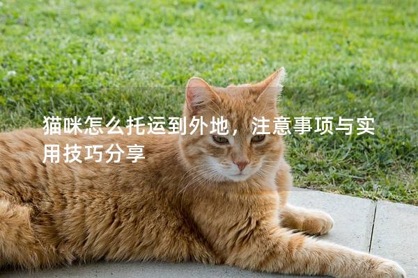 猫咪怎么托运到外地，注意事项与实用技巧分享