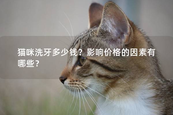 猫咪洗牙多少钱？影响价格的因素有哪些？