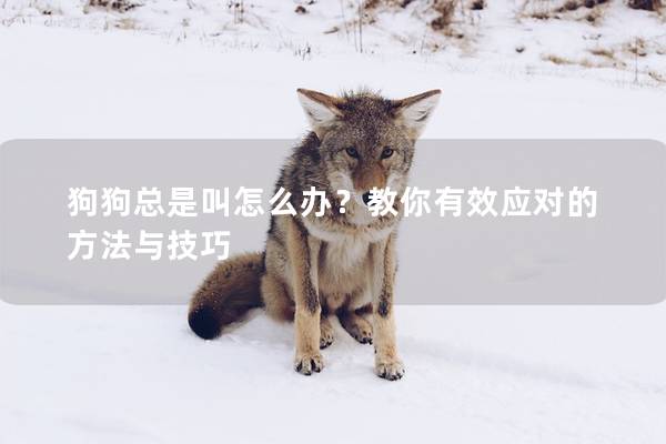 狗狗总是叫怎么办？教你有效应对的方法与技巧