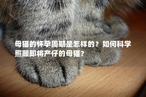 母猫的怀孕周期是怎样的？如何科学照顾即将产仔的母猫？